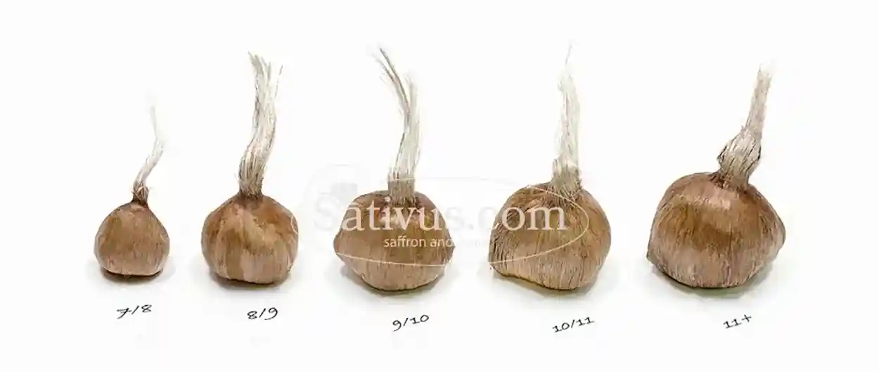 Crocus sativus in den verschiedenen verfügbaren Größen